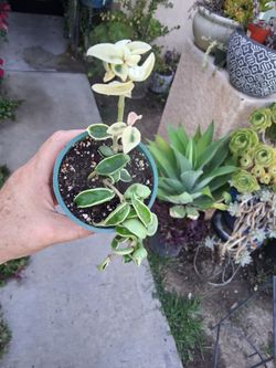 Variegated Hoya Hindu Rope Compacta Plant $30