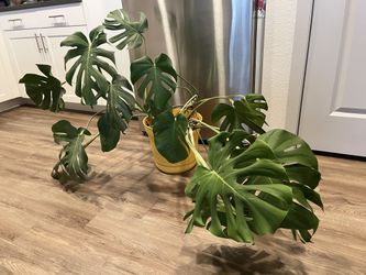 Potted Monstera plant