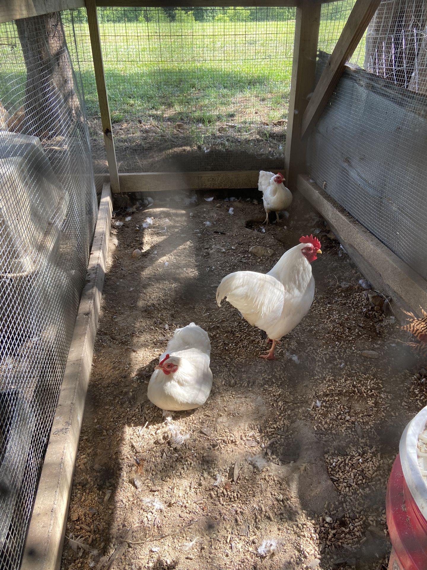 White Rock Or Japanese Black Bantam Trios