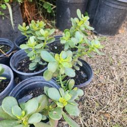 Jade Plants Asking $10 Each One 