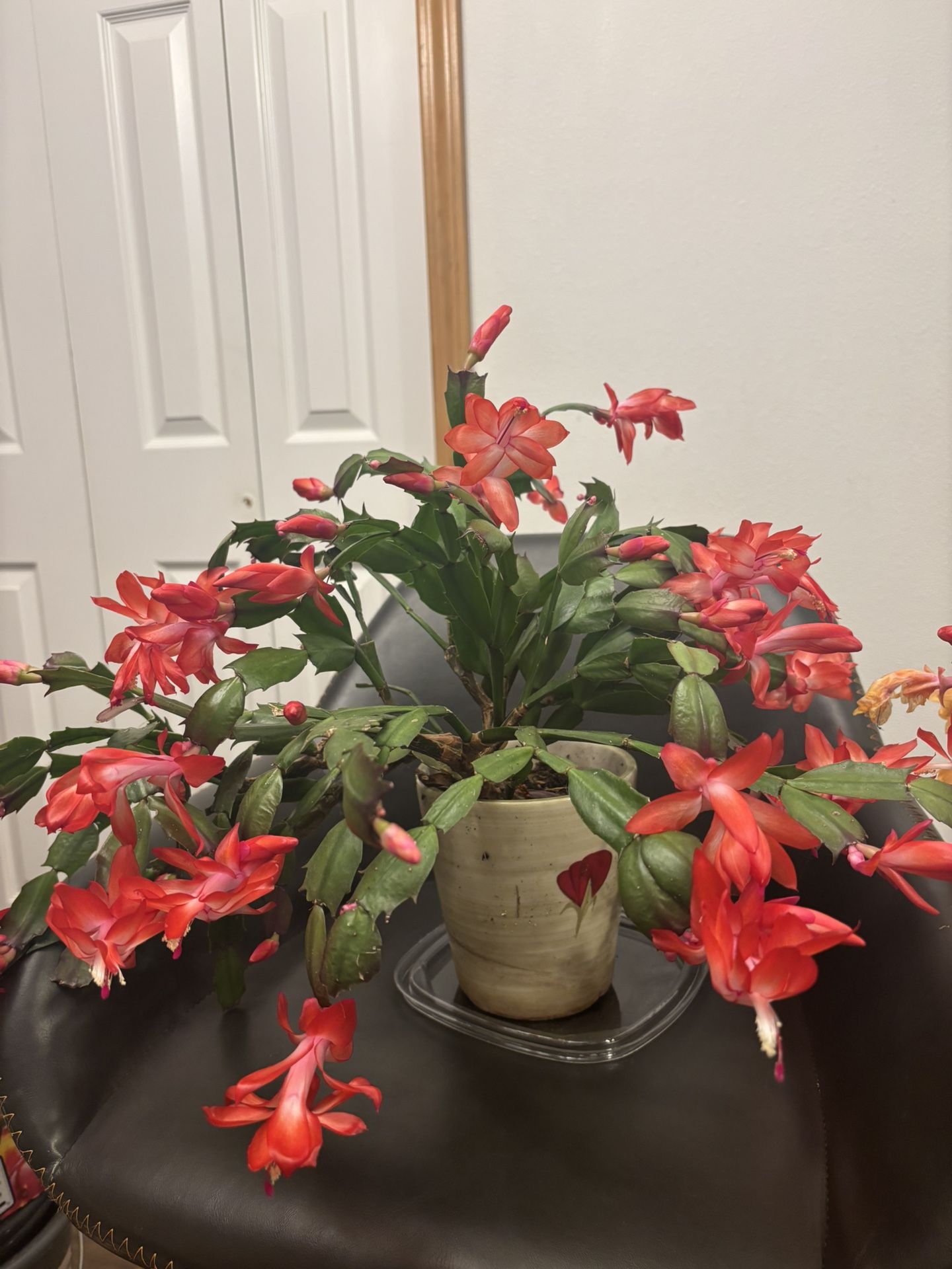 Cactus indoor Plant In ceramic pot