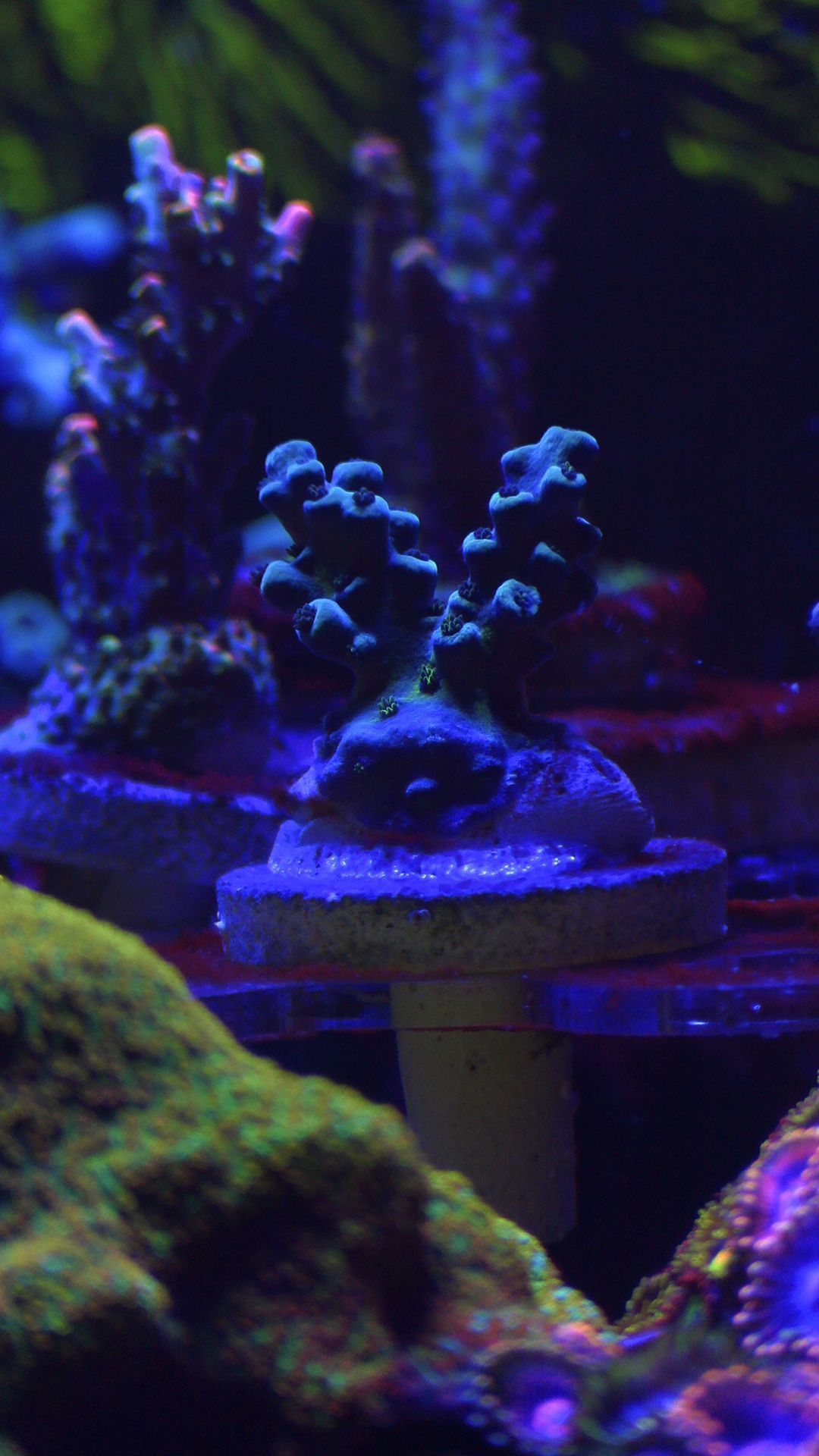 Blue Oregon Tort Acropora Coral Decoration