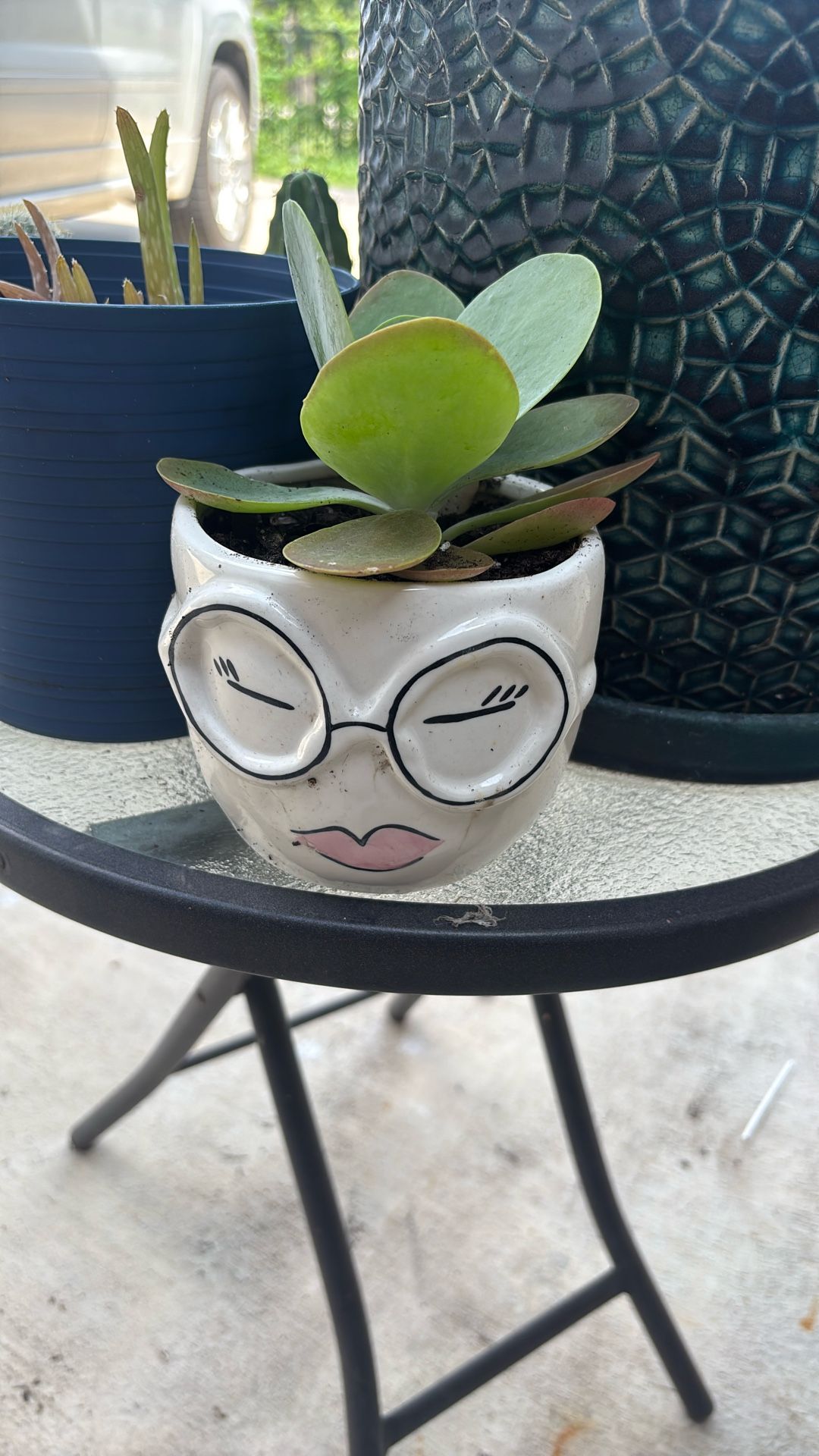 Calanchoe tirsiflora