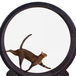 Cat Wheel 