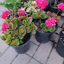Plantas 