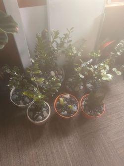 Plants 🌱