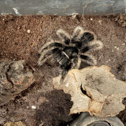 Curly Hair tarantula With Tank