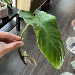 Philodendron Mottled Golden Dragon Rooted Cutting 