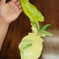 Florida beauty x Mayoi (Rare)