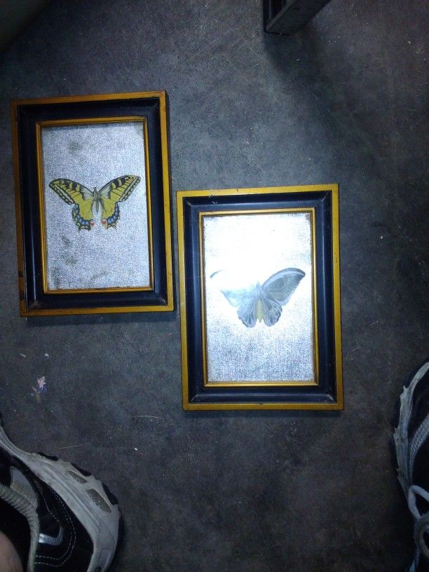 2 Pretty Butterfly Pictures