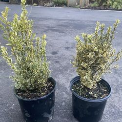 2gal Variegated Boxwood Plants 