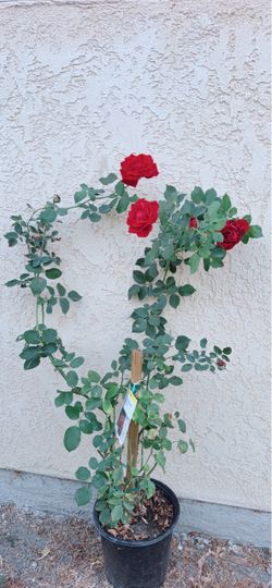 Red Climbing Rose
