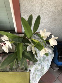 Beautiful plant