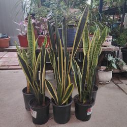 $10 Each One Snake Plant