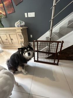 Dog Gate (need it gone)