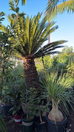 Sago palm