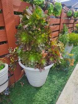 Pot and Plant