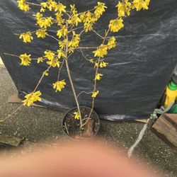 Potted Yellow Plant 