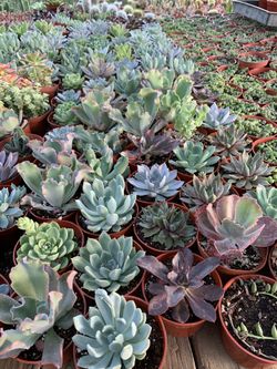 Succulents 