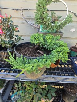 Bonsai Juniper