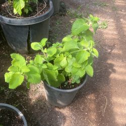 Oregano Orejon Matas Grandes 