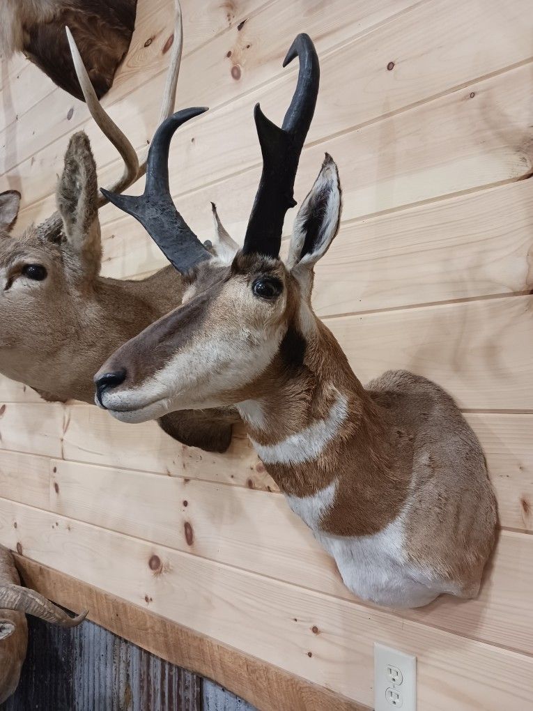 Pronghorn Taxidermy Mounts