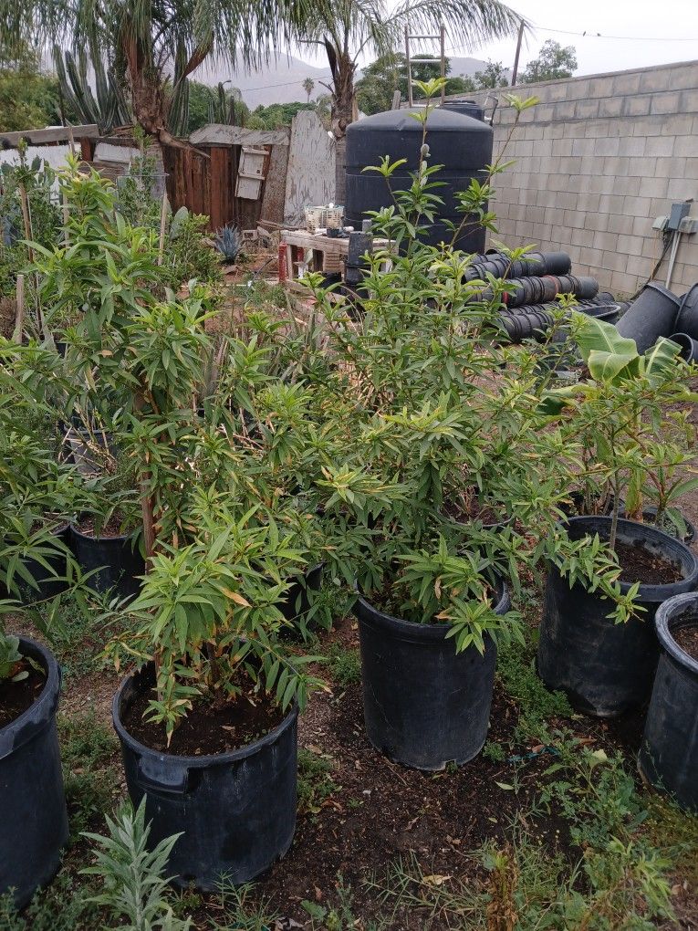 Plantas Mediciinales Arboles De Fruta Maguey De Pulgue Y De Tegiul