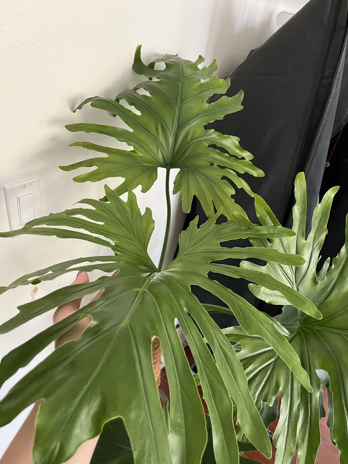 LARGE Philodendron Selloum “Hope” Plant In Terra Cotta Decorative Planter