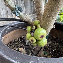 Vietnamese Fig 
