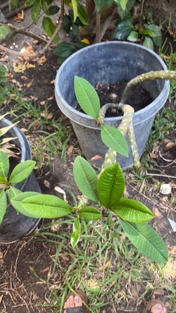 Planta plomeria