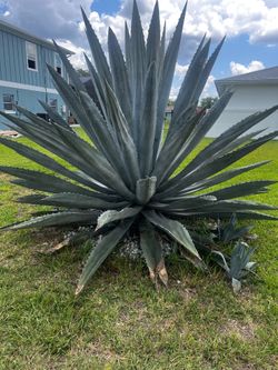 Large Blue Agave Plant