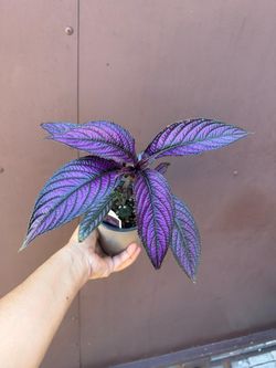 4” persian shield