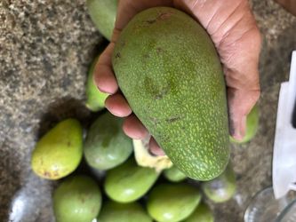 Avocados medium/large