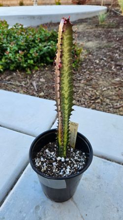 African Milk Tree (Euphorbia trigona 'Rubra') 10" tall Succulent Plant
