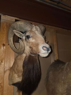 taxidermy shoulder mount of Corsican ram