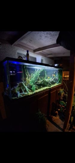 Fish tank