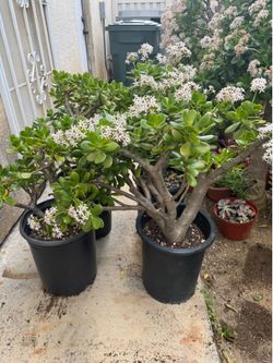 Large Jade plants