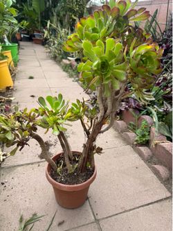 Bonsai Aeonium