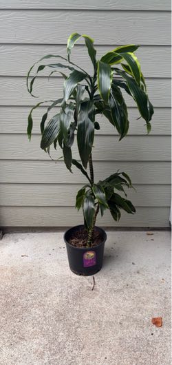 Dracaena Indoor Plant in Nursery Pot