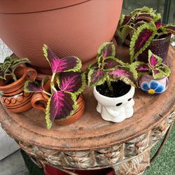 Plants