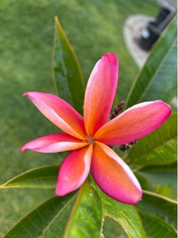 2 color plumeria - with graft