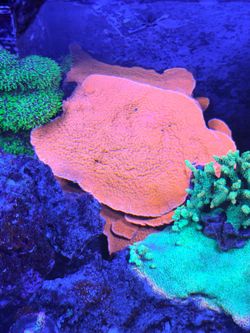 Tank Decor