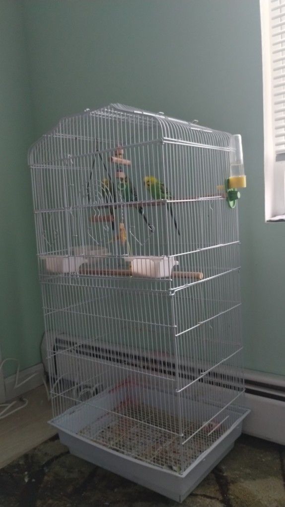 Parakeets And Cage