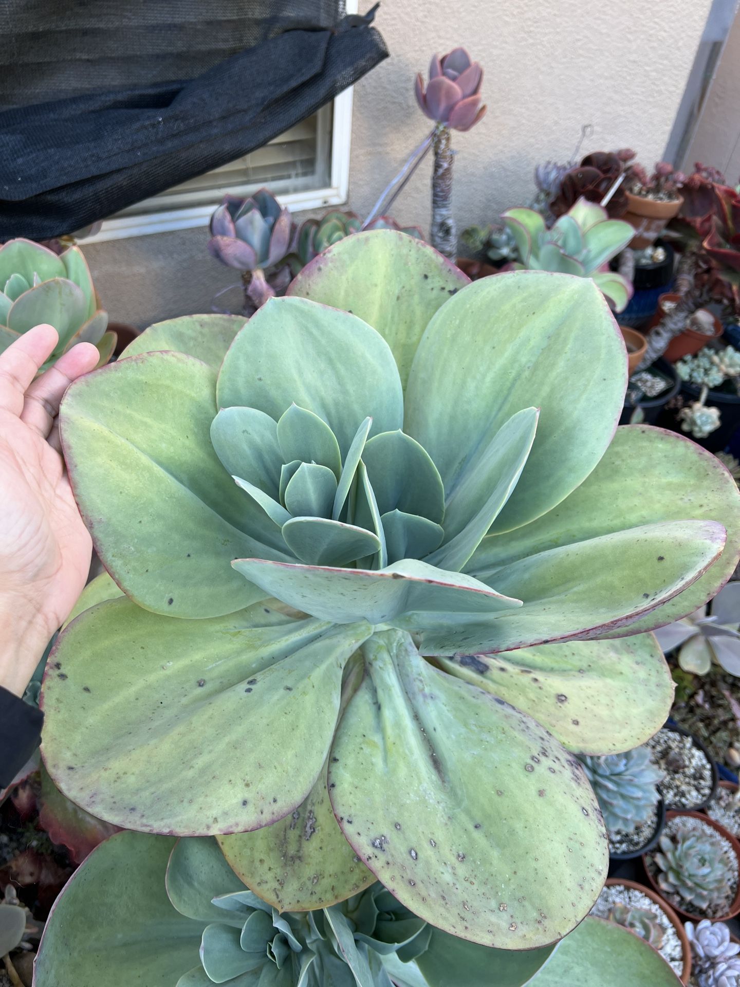 Succulent Collection