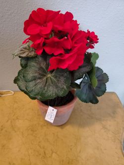 Orange patch plant