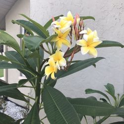 Potted plumeria plants