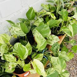 Plantas for sale 10 each 