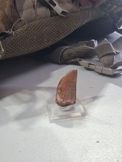 Carcharodontosaurus Tooth.