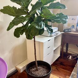 5 Ft. Beautiful Fiddle Leaf Fig Tree