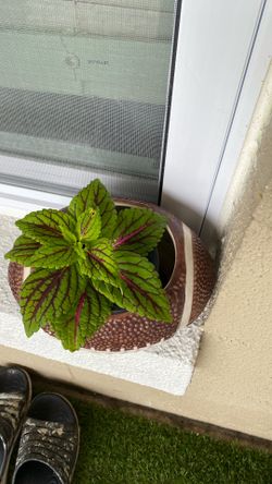 Coleus Plant in Decorative Ceramic Pot